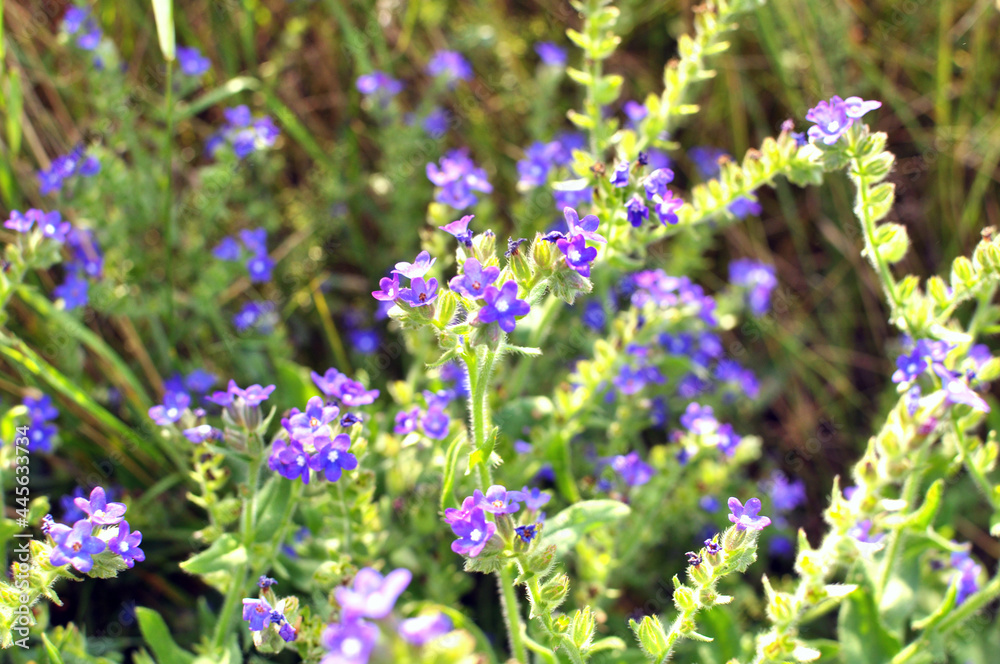Obraz premium Anchusa blooms in nature