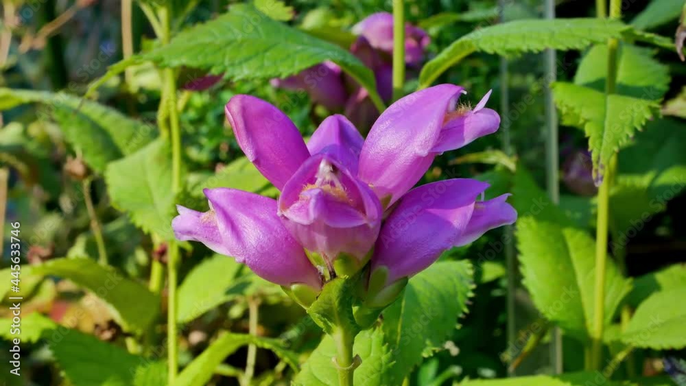 Сhelone obliqua pink flowers is blossom Сhelone obliqua pink flowers is blossom