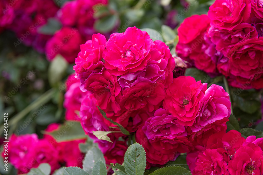 beautiful red roses bush in summer garden on summer beautiful red roses bush in summer garden on summer