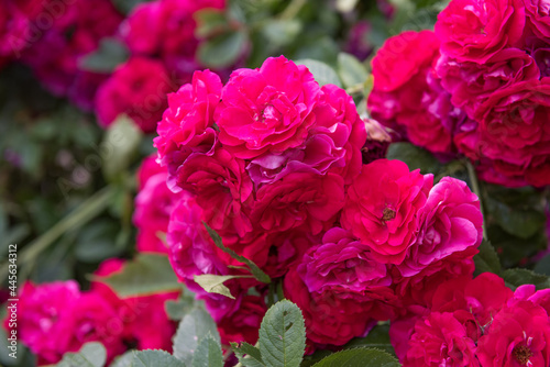 beautiful red roses bush in summer garden on summer © zanna_