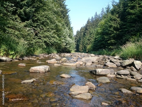 mountain river in the forest with stones