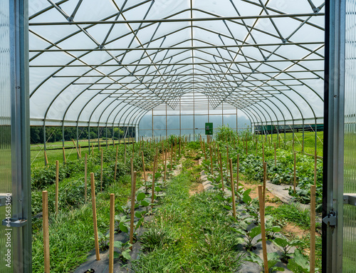 greenhouse with plants in loudoun county virginia © Dora