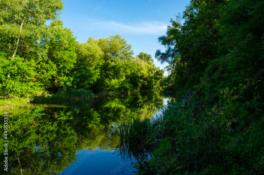 Trees and blue sky are reflected in the river. Don river at dawn in the Tula region of Russia. Thickets of reeds near the water in the morning sun. Trees and blue sky are reflected in the river. Don river at dawn in the Tula region of Russia. Thickets of reeds near the water in the morning sun.