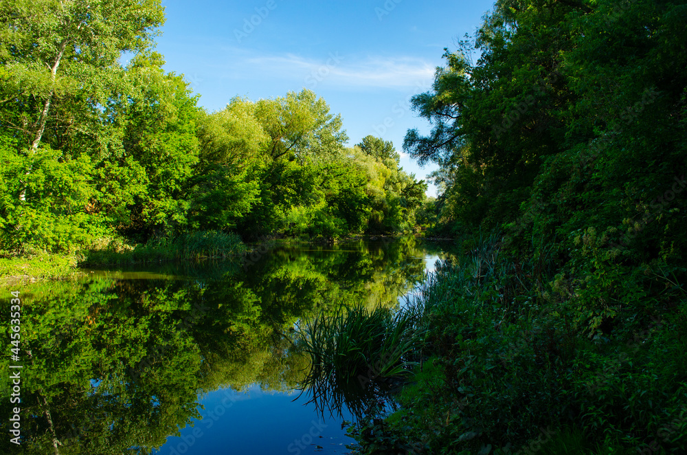 Trees and blue sky are reflected in the river. Don river at dawn in the Tula region of Russia. Thickets of reeds near the water in the morning sun.