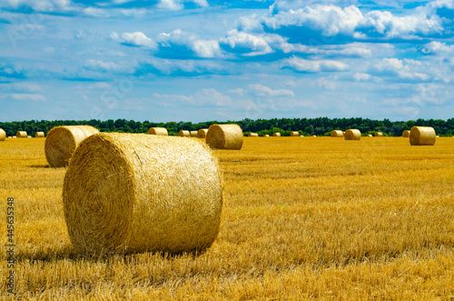 Hey bale. Farming with the sky. Rural nature in farmlands. Straw in the meadow. Wheat yellow-golden harvest in summer.