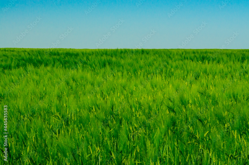 Green wheat field in spring in sunlight on blue sky background