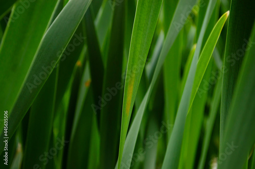 Long Green leaves seasonal background. Perfect color.