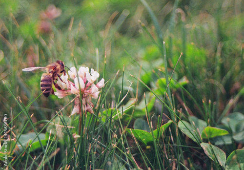 Fotografia analogowa pszczoły siedzącej na kwiacie podczas letniego dnia