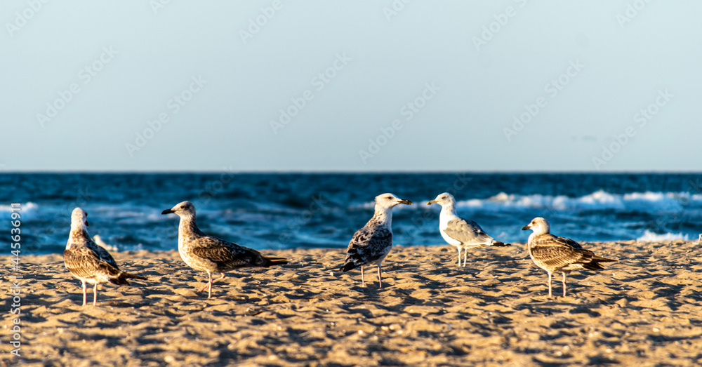 Seagulls at seacoast on sunrise