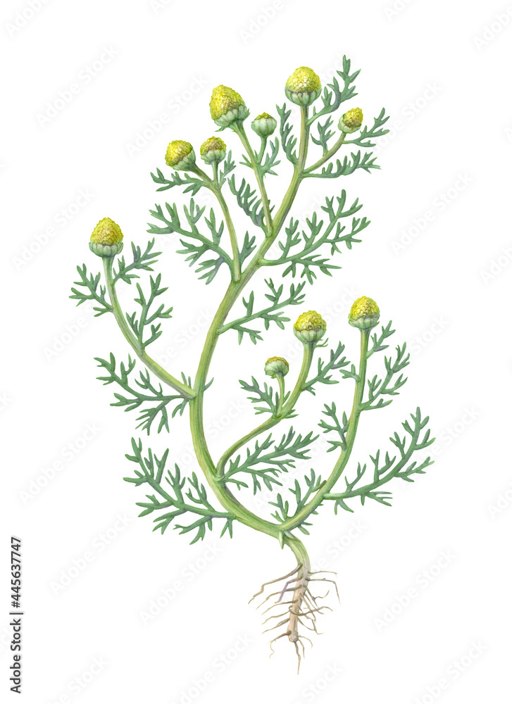 Pineapple Weed Pencil Drawing Isolated on White - obrazy, fototapety, plakaty 