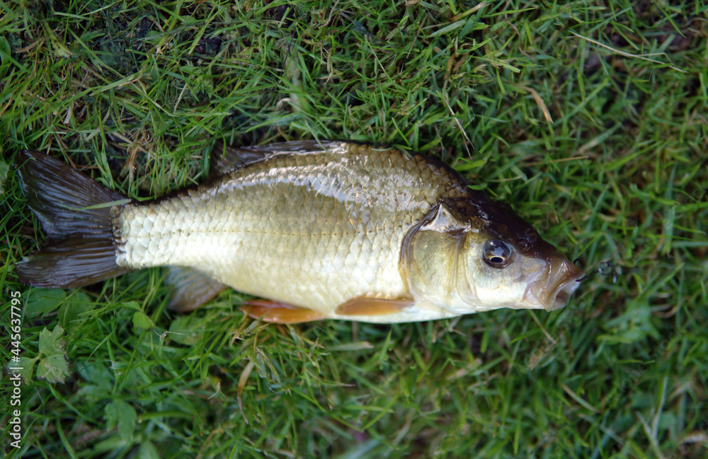 caught fish on a hook lying on the grass fishing