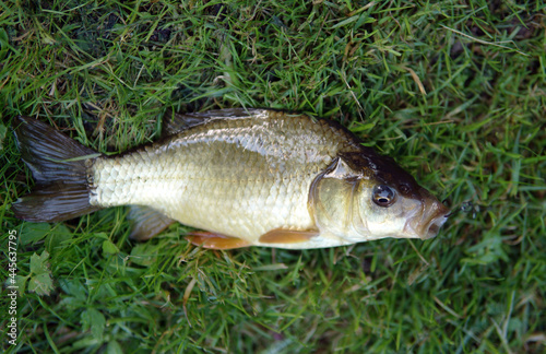 caught fish on a hook lying on the grass fishing