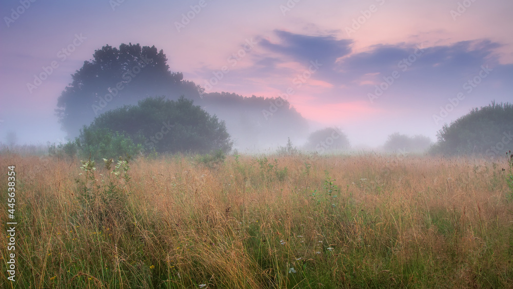 Summer misty landscape. Foggy sunrise above a meadow. Low red clouds in the sky. High grass and trees.