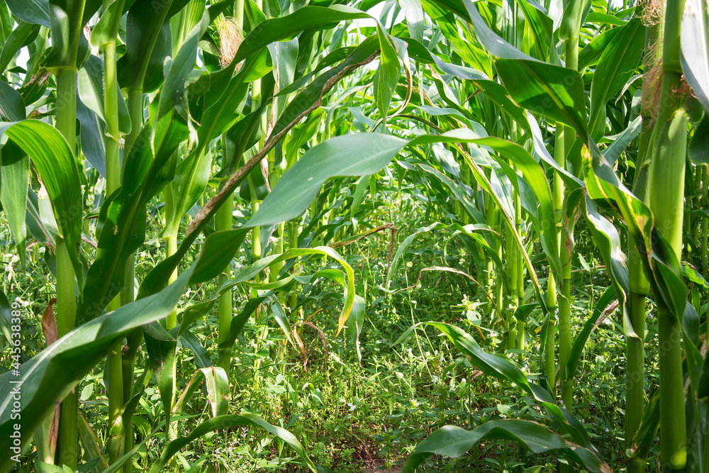 Agriculture farm of corn. Growth young corn. Green leaves corn. Cultivating of young corn.