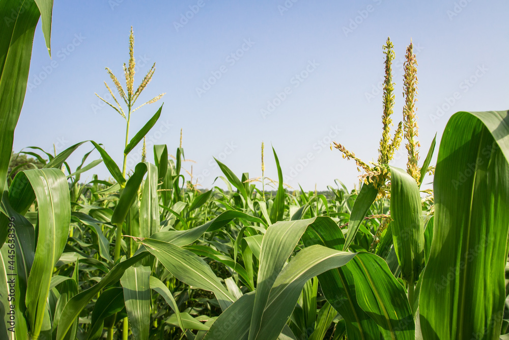 Young maize on farmland. Cultivating corn. Agricultural farm cultivation of healthy food.
