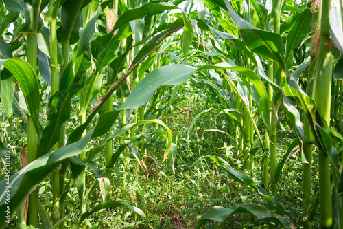 Obraz na płótnie Agriculture farm of corn. Growth young corn. Green leaves corn. Cultivating of young corn. w salonie