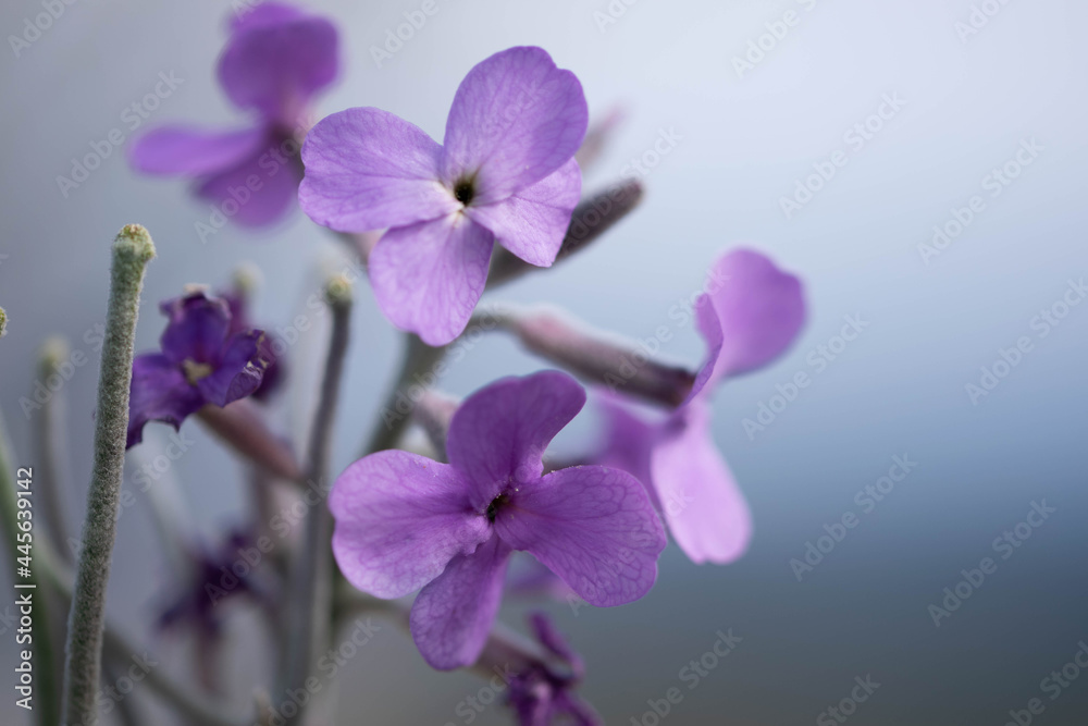 Lilac Flowers Lilac Flowers