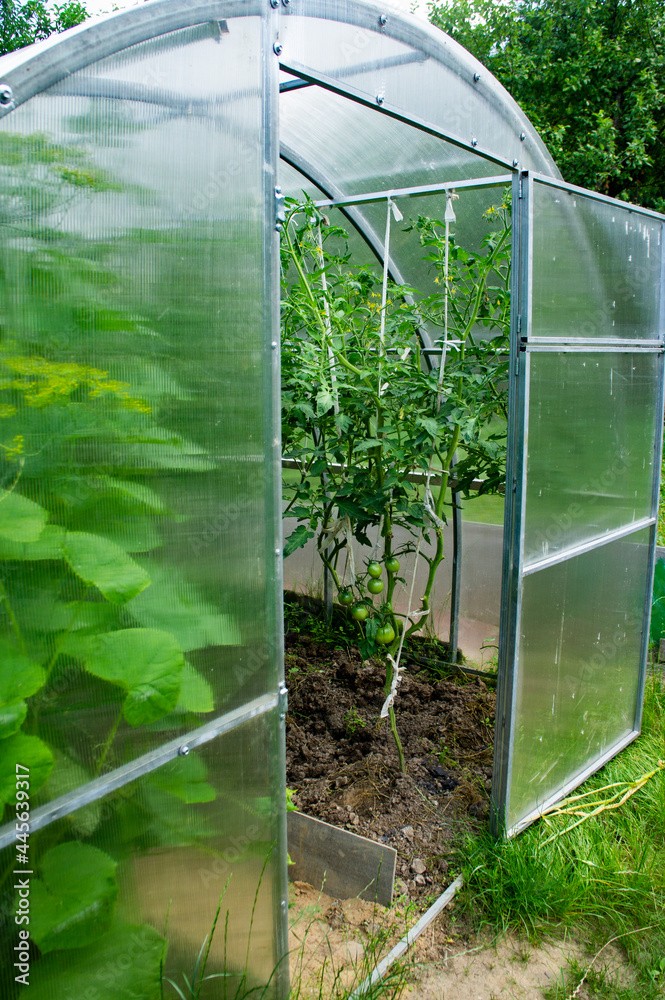 Transparent clean greenhouse with plants