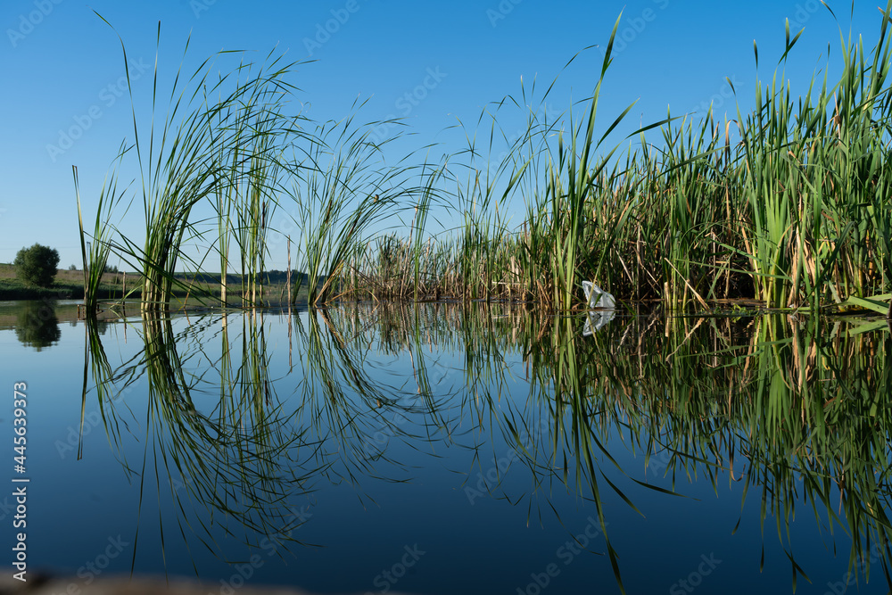 lake in the summer lake in the summer