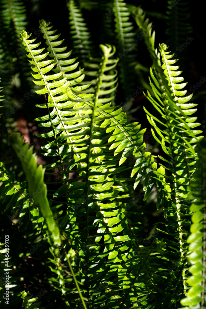A bed of green ferns in the sun light, with depth of field photography. A bed of green ferns in the sun light, with depth of field photography.