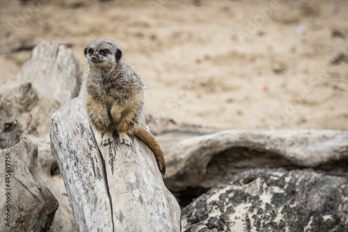 Shot of the meerkat sitting on a trunk of a tree with its hindfoot. photo