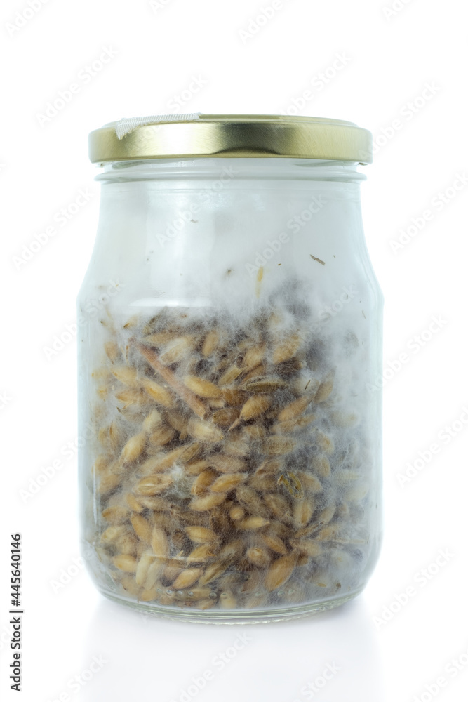 Glass container with inoculated AIR mycelium of ShiiTake Lentinula Edodes mushrooms, biotechnology hobby, Growing Various substrate kit Organic mushrooms on home simple cultivation Glass container with inoculated AIR mycelium of ShiiTake Lentinula Edodes mushrooms, biotechnology hobby, Growing Various substrate kit Organic mushrooms on home simple cultivation