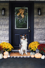 Beautiful happy juvenile male Blue Merle Australian Shepherd dog sitting on a front porch decorated with autumn mums and pumpkins for Thanksgiving Day holiday.