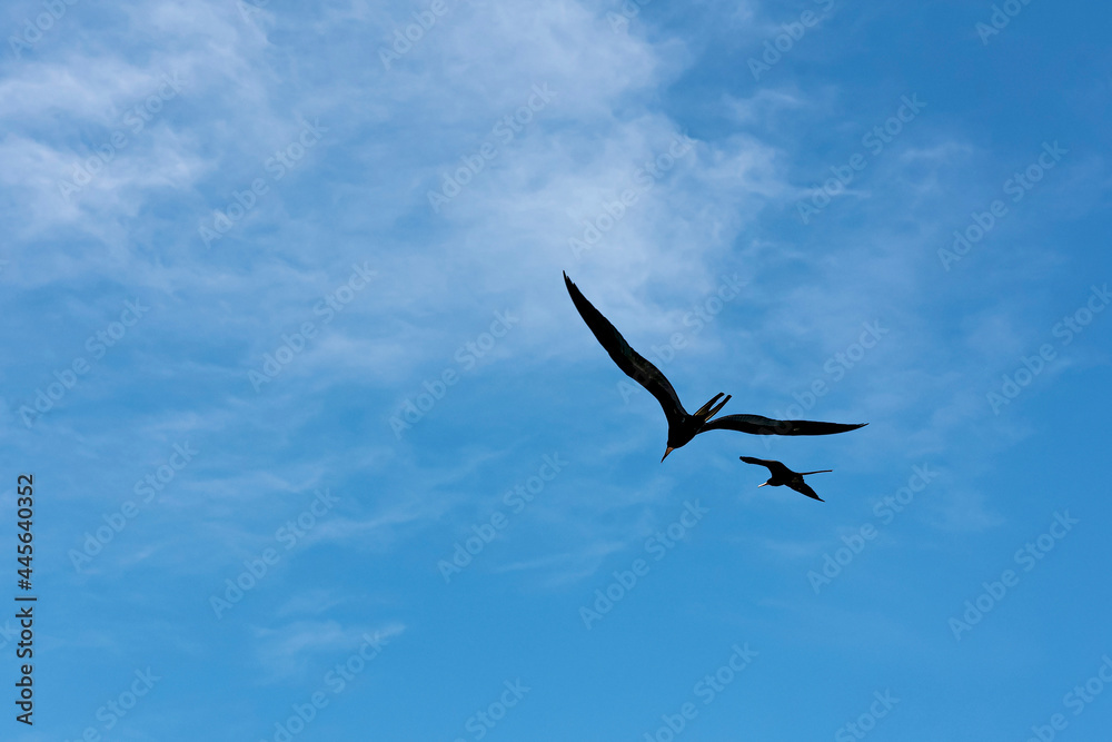 Two birds called earwigs fly high in pairs along the beaches. Two birds called earwigs fly high in pairs along the beaches.