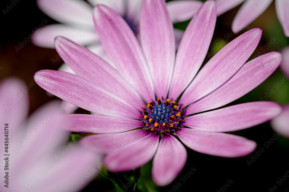 Light purple Osteospermum, also known as Soprano Purple, African Daisy Light purple Osteospermum, also known as Soprano Purple, African Daisy