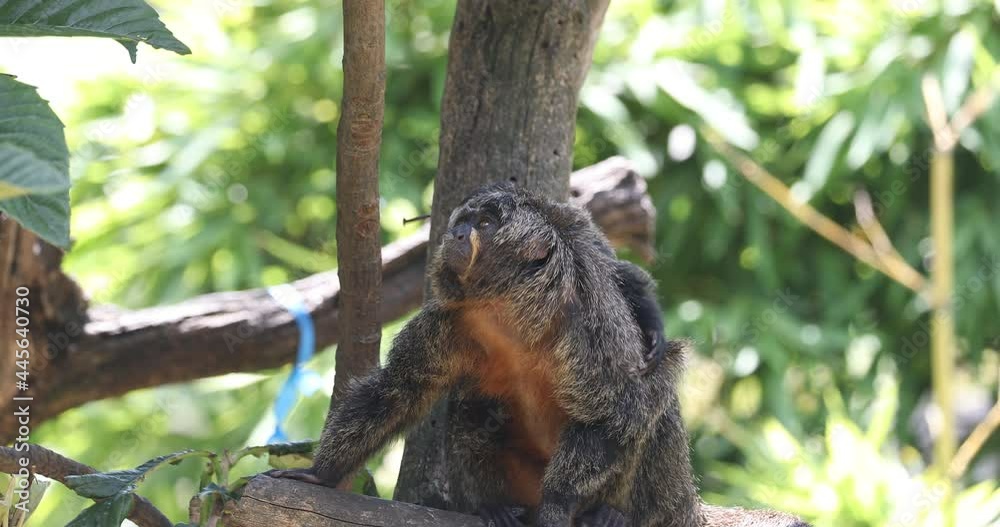 family of saki monkeys having fun on the tree, The white-faced saki (Pithecia pithecia) with puppy family of saki monkeys having fun on the tree, The white-faced saki (Pithecia pithecia) with puppy