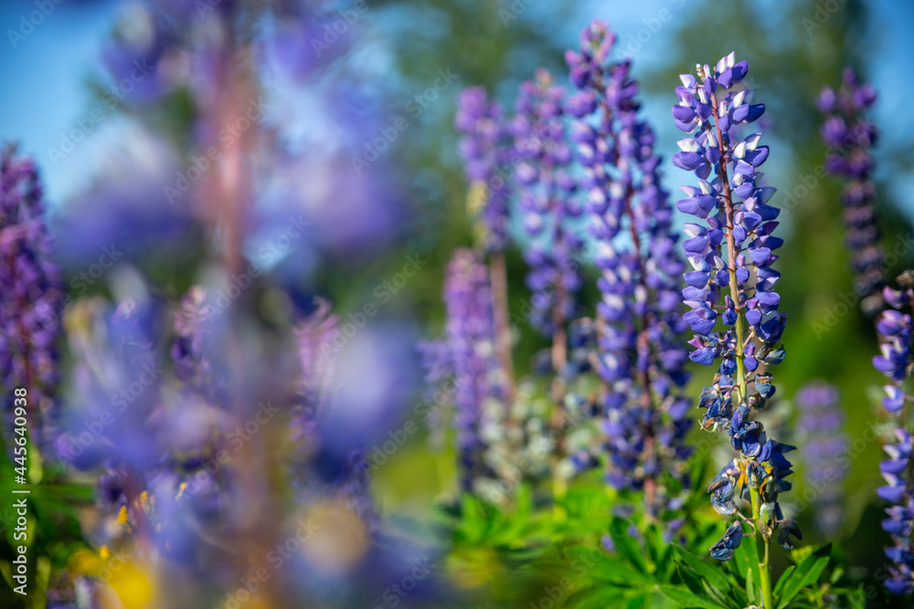 lupine flower on blurred green background. selective focus lupine flower on blurred green background. selective focus