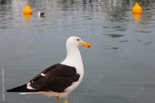 seagull at the docks