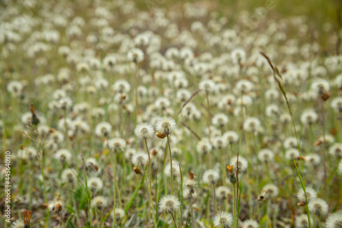Dandelion field, panoramic nature background, selective focus