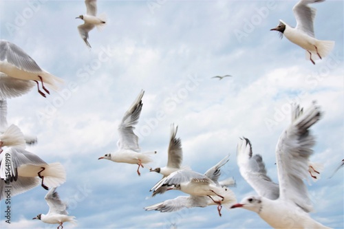 a flock of flying gulls close up the blue sky the ocean the coast