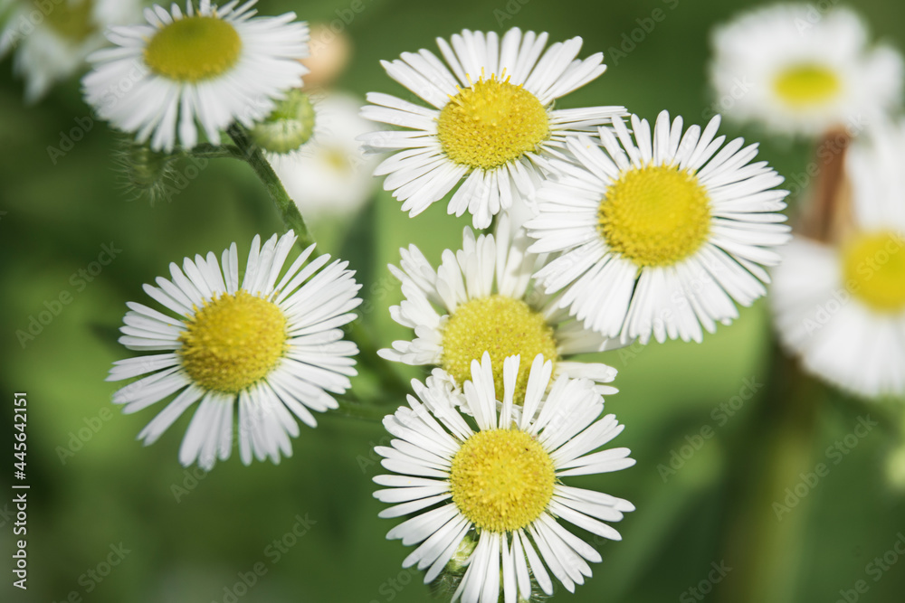 Obraz premium background of chamomile flowers