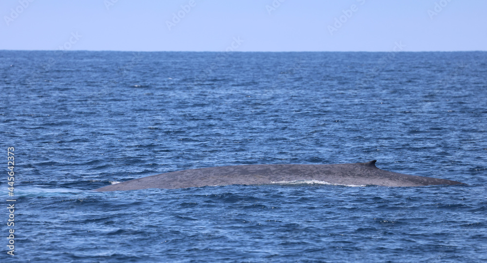 Fototapeta premium Blue Whale, Dana Point 