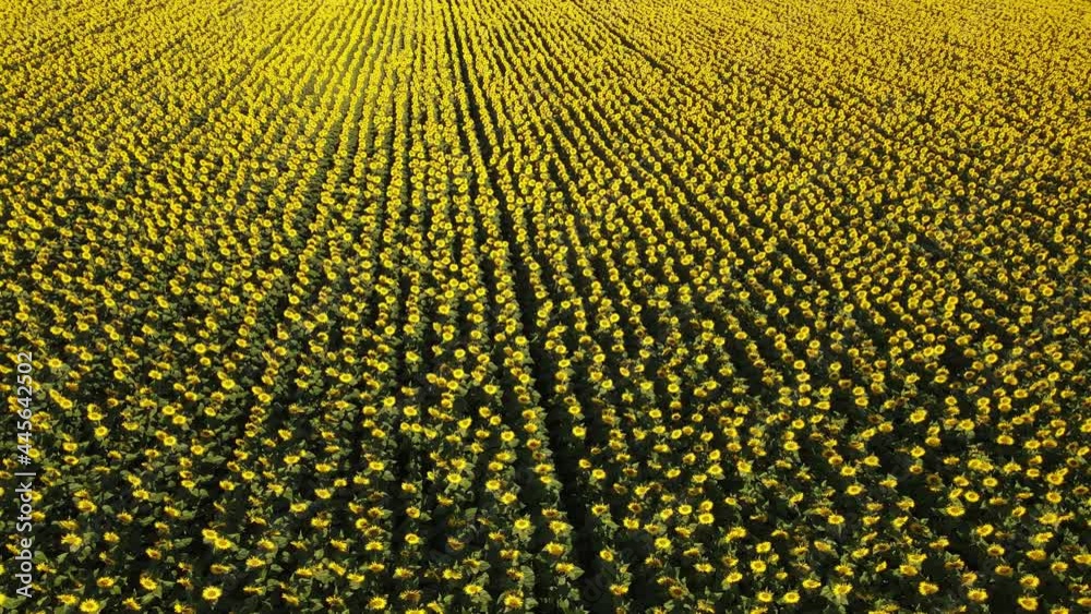 Sunflower field growing industry agriculture farmland flying drone organics blooming