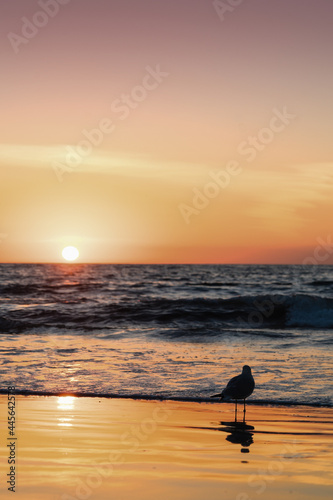 Bird at the beach watching sunset