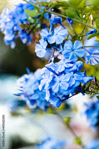 Blue flowers