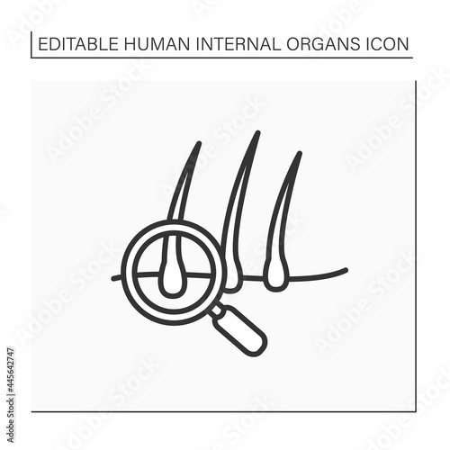 Hair line icon. Hairbreadth examination. Finding problems. Brittle hair. Baldness concept.Isolated vector illustration.Editable stroke