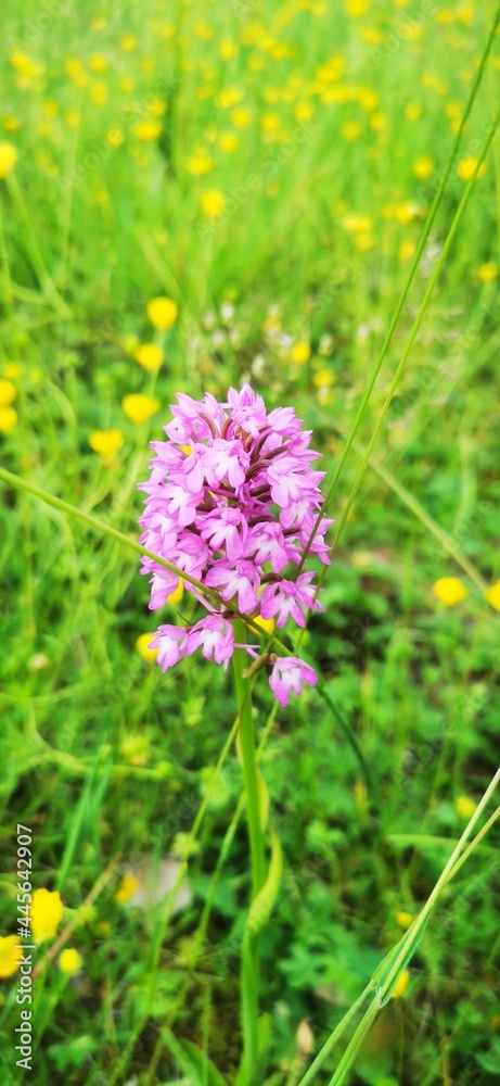 Fototapeta premium Orchidée sauvage
