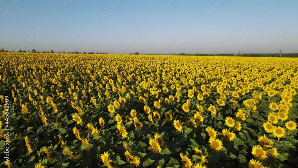 Sunflower field growing industry agriculture farmland flying drone organics blooming Sunflower field growing industry agriculture farmland flying drone organics blooming