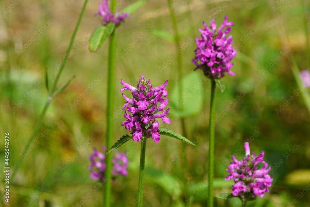 Close up purple flowers of Wood Betony (Stachys monieri hummelo), family Lamiaceae. Dutch garden, July. Close up purple flowers of Wood Betony (Stachys monieri hummelo), family Lamiaceae. Dutch garden, July.