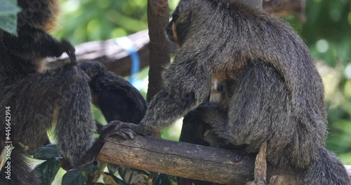 family of saki monkeys having fun on the tree, The white-faced saki (Pithecia pithecia) with puppy photo