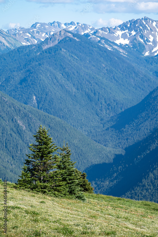 Fototapeta premium Trees growing along a sloped mountainside at Hurricane Ridge in Olympic National Park