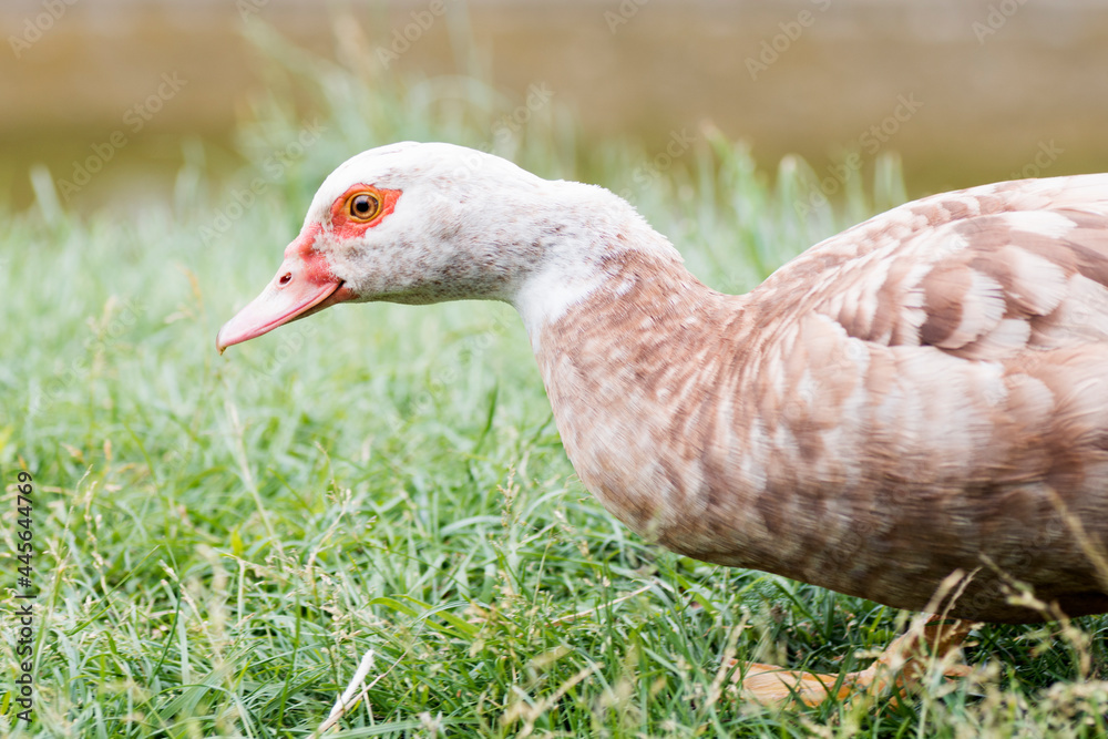 duck side view animal portrait