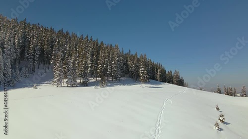 Wallpaper Mural Aerial view of tall pine trees covered with fresh fallen snow in winter mountain forest on cold bright day. Torontodigital.ca