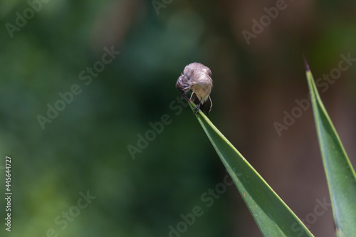 The Arabian waxbill (Estrilda rufibarba)