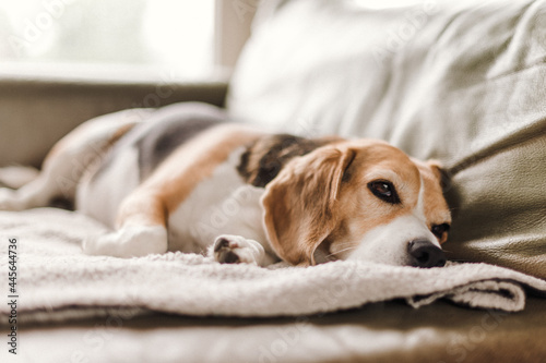 Fototapeta Naklejka Na Ścianę i Meble -  Beagle dog indoors lying on sofa sleeping. Photo of Beagle dog resting on a sofa at home.