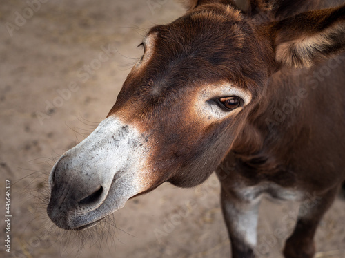 portrait of a donkey on a farm
